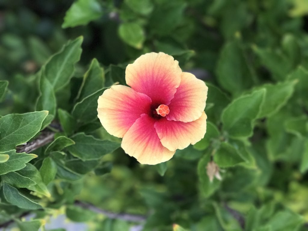 Traveling to Maui with Kids, traveling with children, Hawaii Guide, Kaanapali Beach