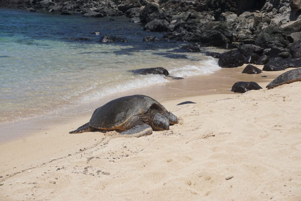 Traveling to Maui with Kids, traveling with children, Hawaii Guide, Kaanapali Beach