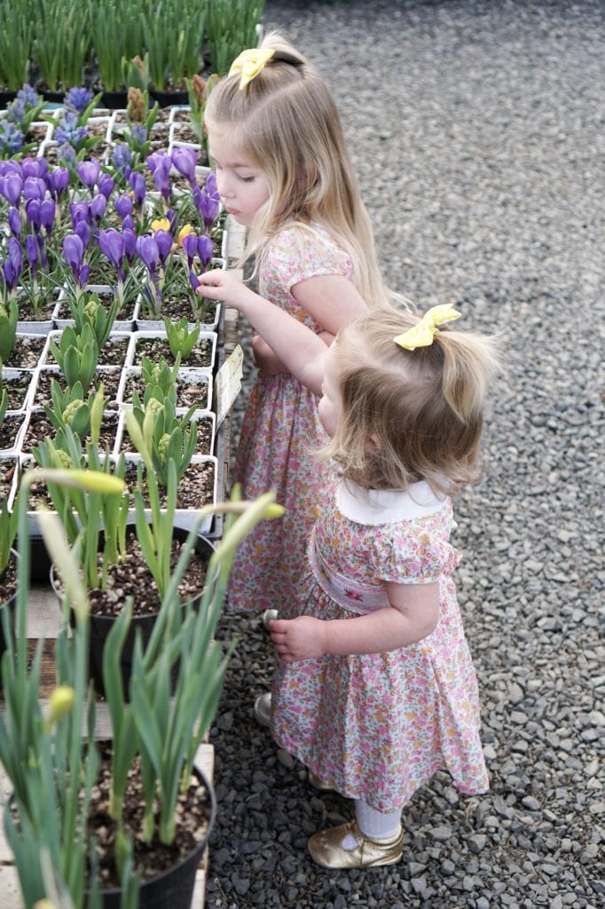 Toddler sisters in spring dresses looking at crocuses. 