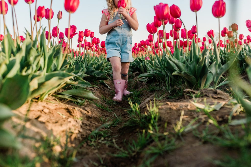 Family tulip field photos 