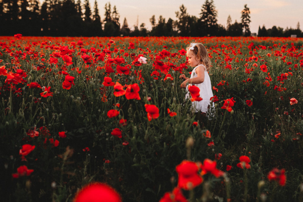 We recently stumbled upon breathtaking poppy fields less than an hour south of Portland Oregon. Check out our sunset photos in the Oregon poppy fields!