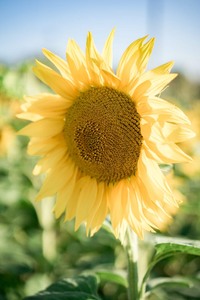 Sunflower Fields in Oregon