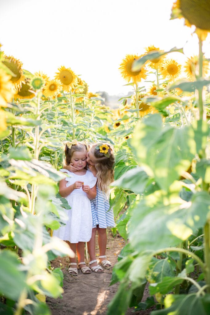 Sunflower Fields in Oregon