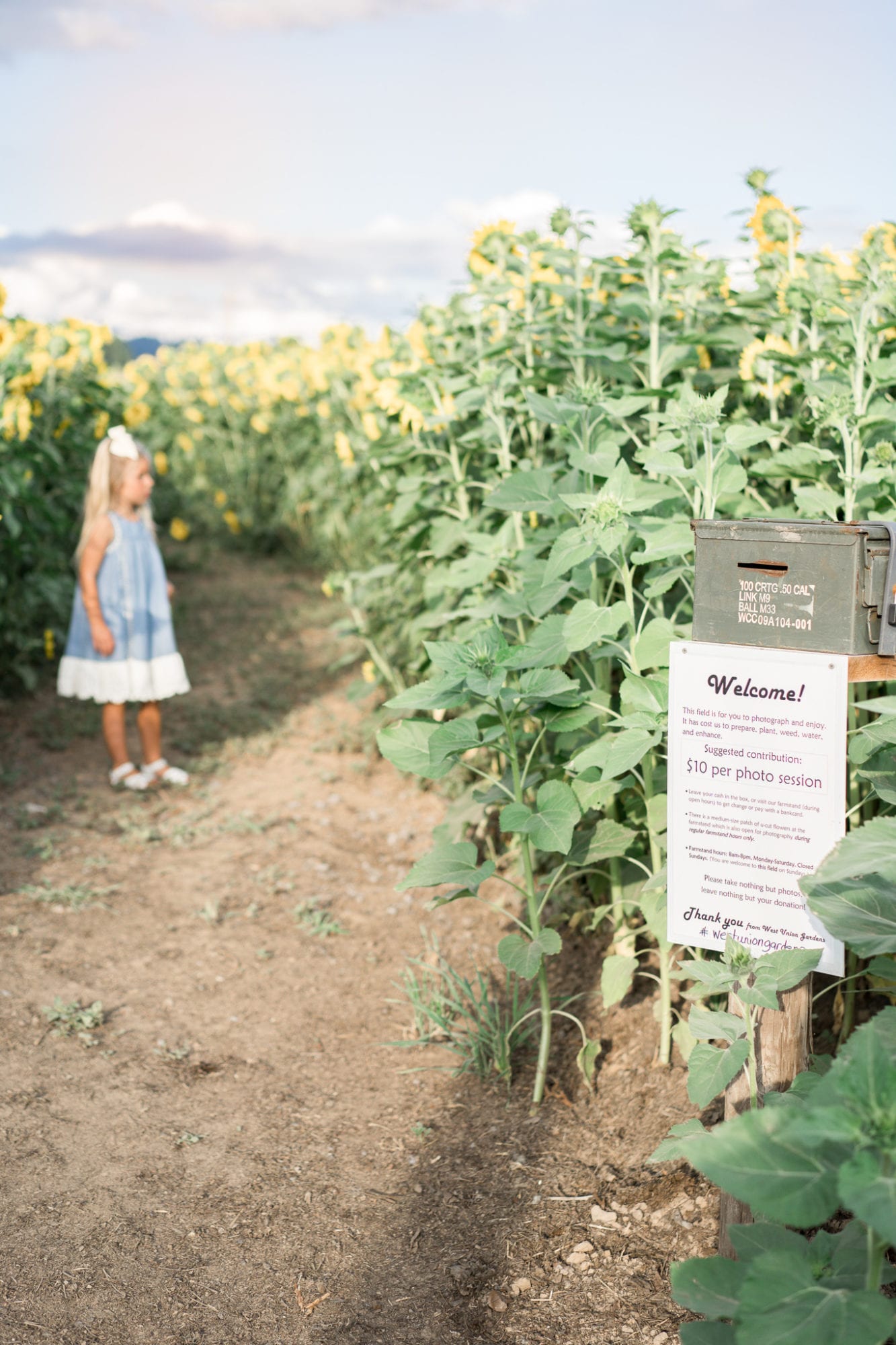 Sunflower Fields in Oregon The Best Fields Just Outside of Portland!