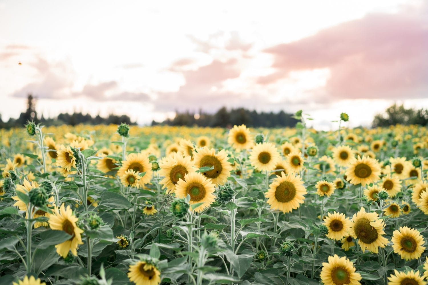 Sunflower Fields in Oregon The Best Fields Just Outside of Portland!