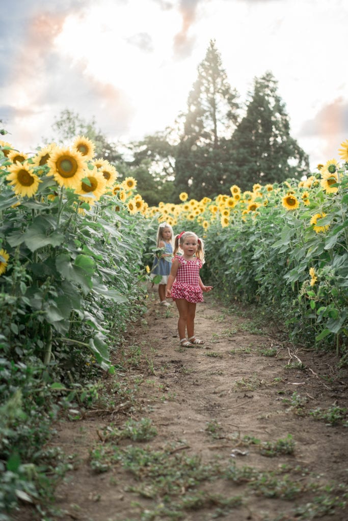 Sunflower fields in Oregon