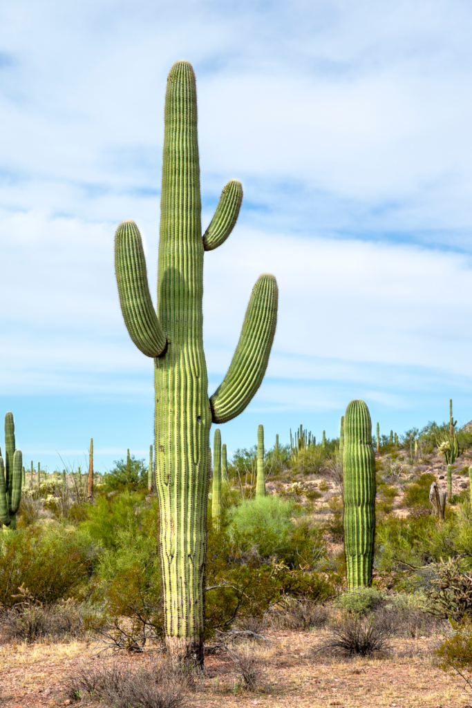 Hikes in the East Valley of Phoenix and What to Wear to Stay Cool!